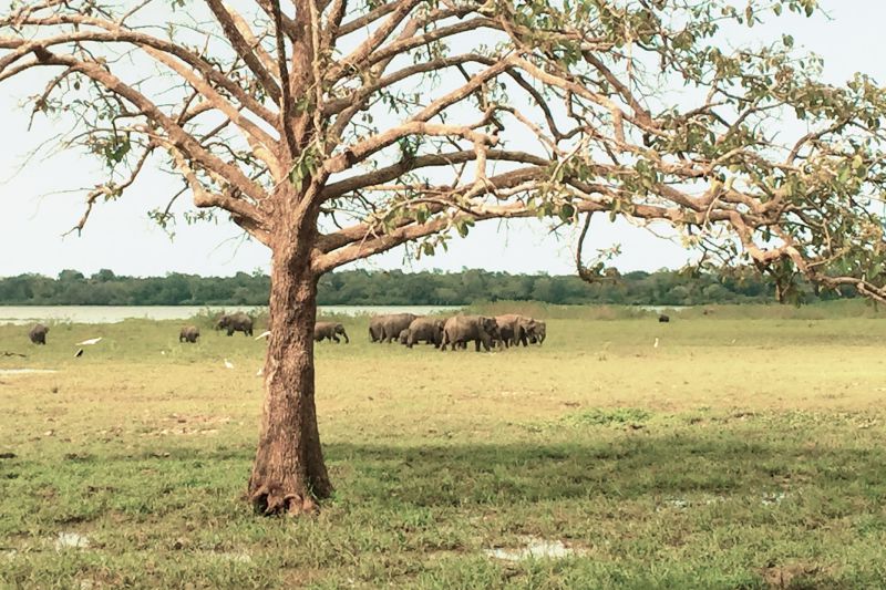Sri-Lanka-Wildlife-Elephant-Herd-800