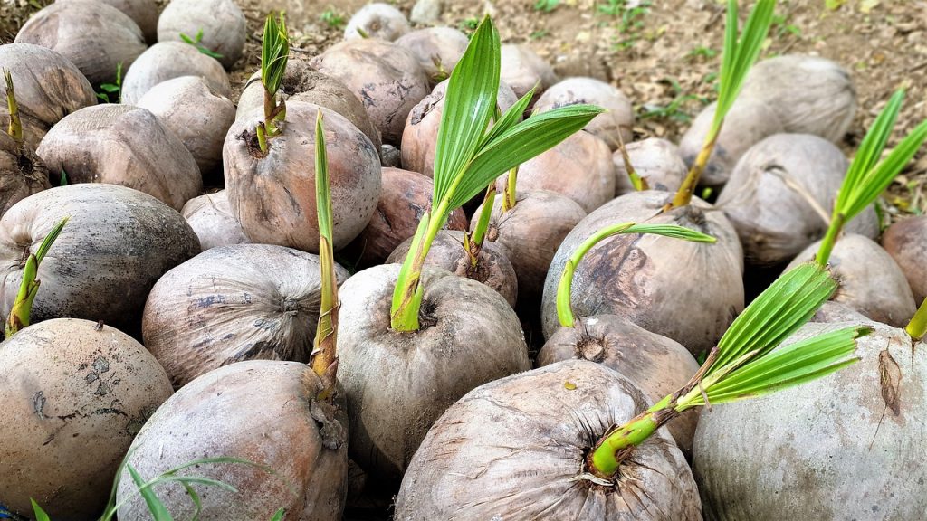 coconut-plants-growing